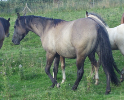 Quarter Horse filly, Toys Esee to Kiss